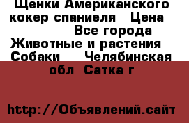 Щенки Американского кокер спаниеля › Цена ­ 15 000 - Все города Животные и растения » Собаки   . Челябинская обл.,Сатка г.